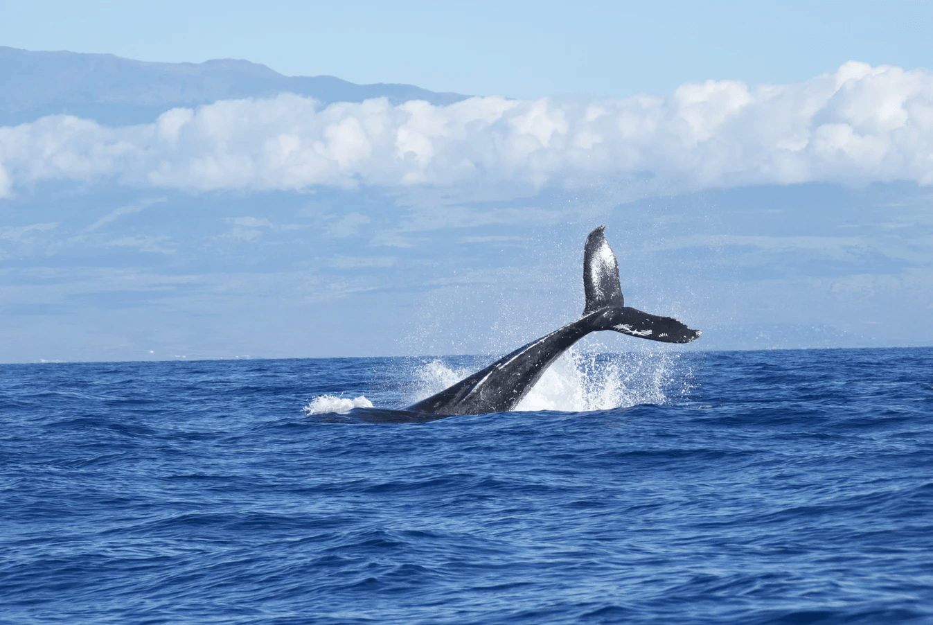 A dolphin diving into the water.